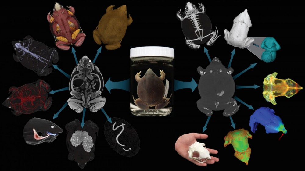 Frog flowchart of scans.